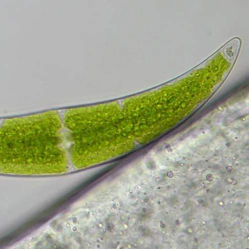 picture Bresser Researcher Trino 40–1000x Microscope,  16