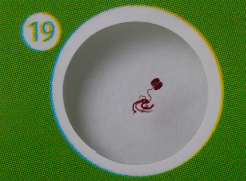 picture Levenhuk LabZZ P12 Plants Prepared Slides Set,  6