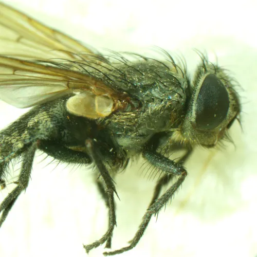 photograph MAGUS Stereo A6 Stereomicroscope,  15