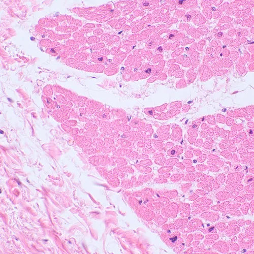 photo MAGUS Bio D230TL LCD Biological Digital Microscope,  29