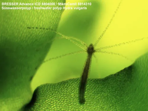 photograph Bresser Advance ICD 10–160x Microscope,  5