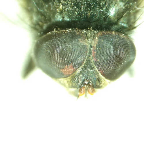 photo MAGUS Stereo A8 Stereomicroscope,  14