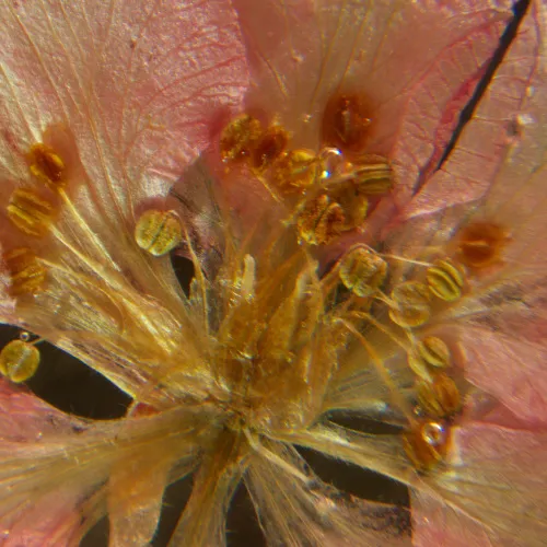 photograph MAGUS Stereo A6 Stereomicroscope,  16