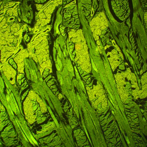 picture MAGUS Lum D460L Fluorescence Digital Microscope,  25
