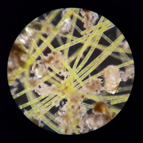 photograph Bresser Science XPD-101 Expedition Microscope,  5