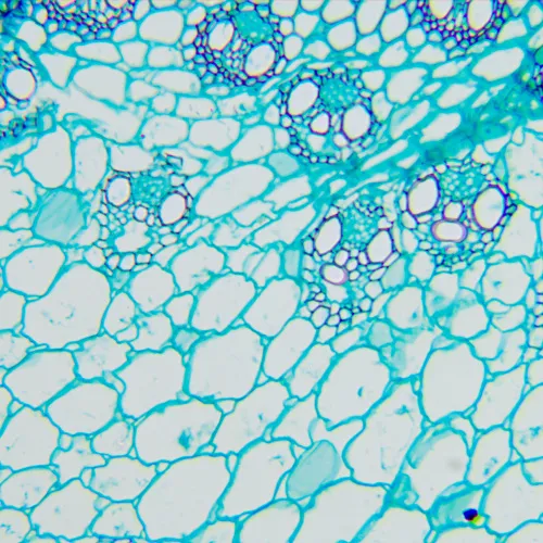 photograph MAGUS Bio D260T LCD Biological Digital Microscope,  27
