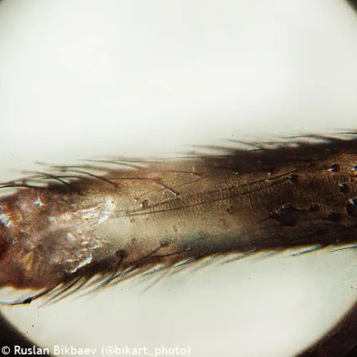 photo Levenhuk Rainbow D50L PLUS 2M Digital Microscope, Moonstone,  24