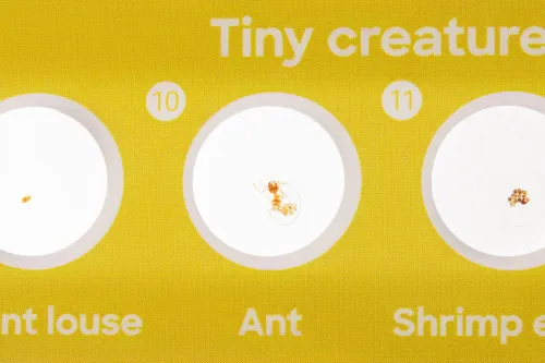 picture Levenhuk Discovery Fauna 12 Prepared Slides Set,  6