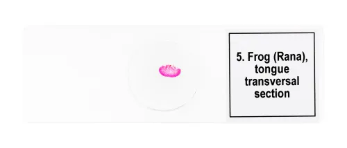 photograph Levenhuk Discovery Prof Specimens DPS 5. “Amphibia”,  8