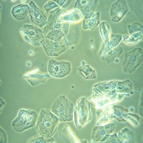 photograph MAGUS Bio V360 Biological Inverted Microscope,  23