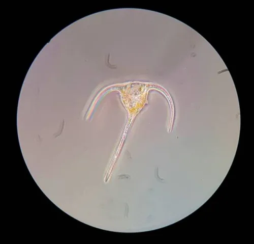 photograph Bresser Science XPD-101 Expedition Microscope,  3