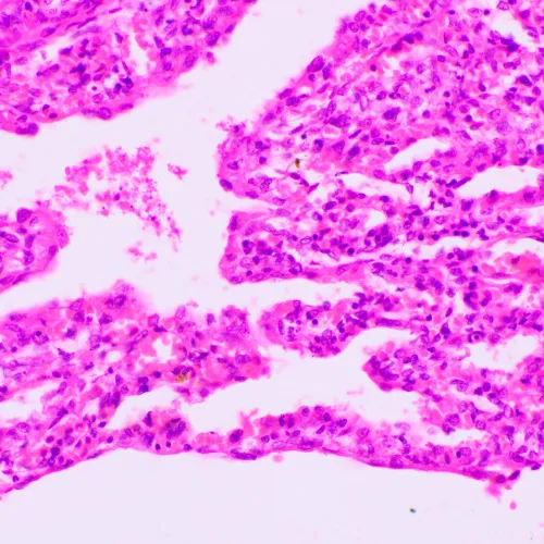 image MAGUS Bio 270T Biological Microscope,  23