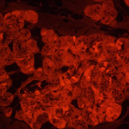 photograph MAGUS Lum VD500L LCD Fluorescence Inverted Digital Microscope,  24