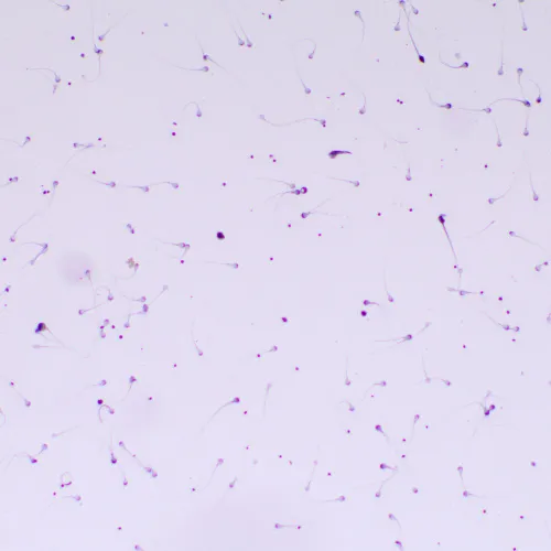 photograph MAGUS Bio D260T LCD Biological Digital Microscope,  29