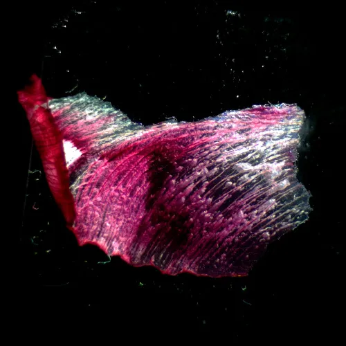 photo MAGUS Stereo A18T Stereomicroscope,  3