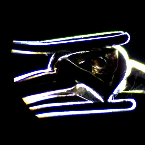 photograph MAGUS Stereo D7T BASE Digital Stereomicroscope,  18