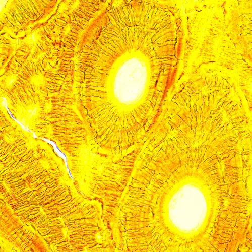 picture MAGUS Bio 250T Biological Microscope,  24