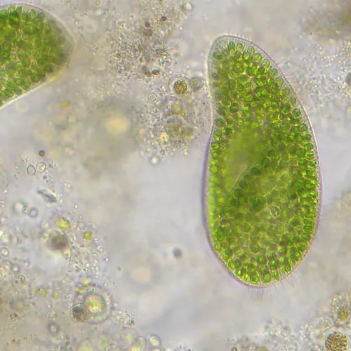 picture Bresser Researcher Trino 40–1000x Microscope,  14