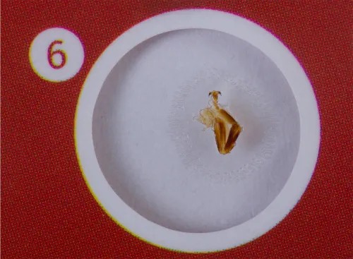 photo Levenhuk LabZZ CP24 Creatures & Plants Prepared Slides Set,  8