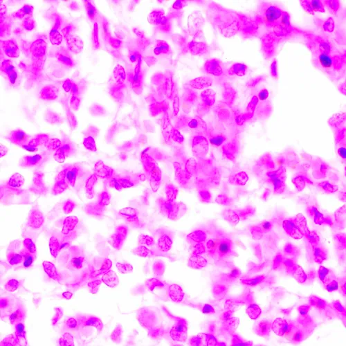 image MAGUS Bio 270T Biological Microscope,  24