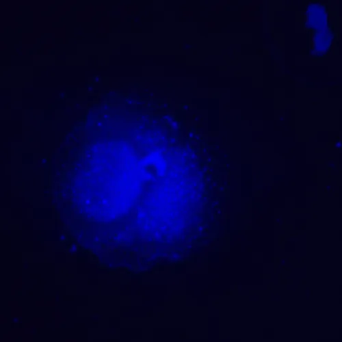 picture MAGUS Lum V500L Fluorescence Inverted Microscope,  19