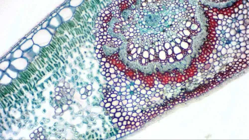 image Bresser MikrOkular Full HD Eyepiece Digital Camera,  8