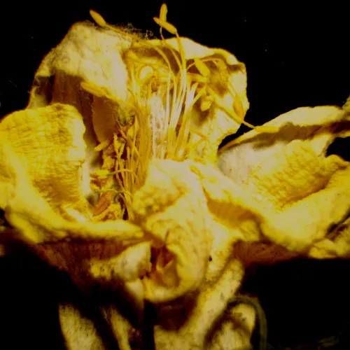 picture MAGUS Stereo D9T Digital Stereomicroscope,  27