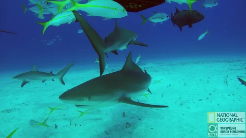 photograph Bresser National Geographic Explorer 4 4K Ultra-HD 170° Wi-Fi Action Camera,  5