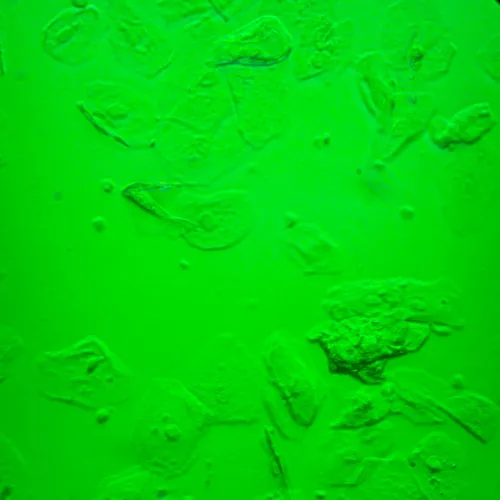 photograph MAGUS Bio VD360 LCD Biological Inverted Digital Microscope,  30