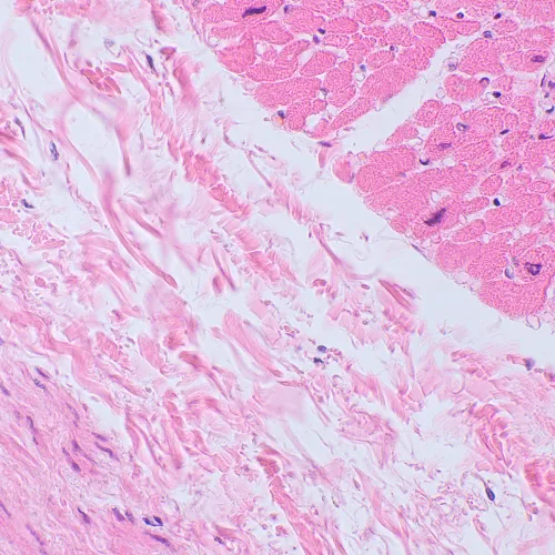 picture MAGUS Bio D250TL Biological Digital Microscope,  27