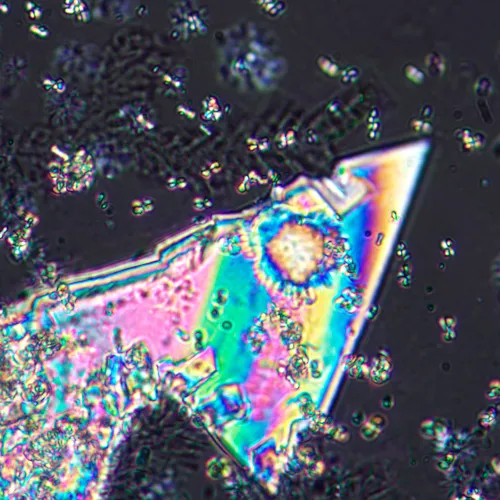 photograph MAGUS Pol D800 Polarizing Digital Microscope,  21