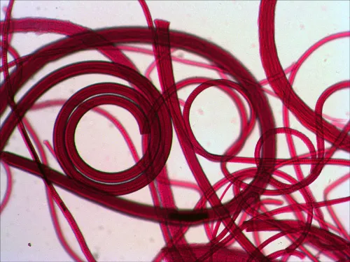 picture Levenhuk N10 NG Prepared Slides Set,  8