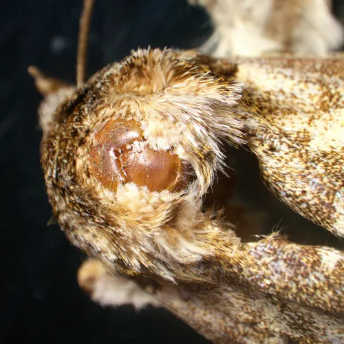 photo MAGUS Stereo A18T Stereomicroscope,  6