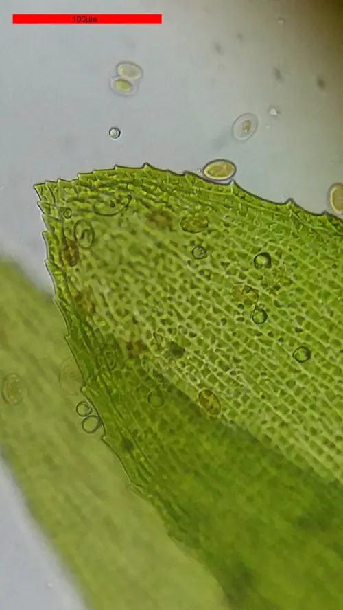 photograph Bresser Erudit Basic 40–400x Microscope,  18