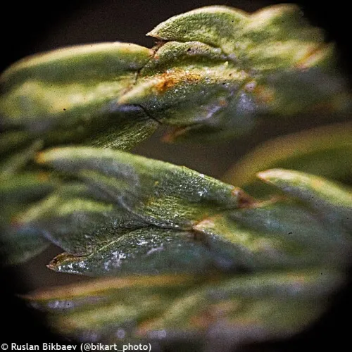 photo Levenhuk Rainbow D50L PLUS 2M Digital Microscope, Moonstone,  21