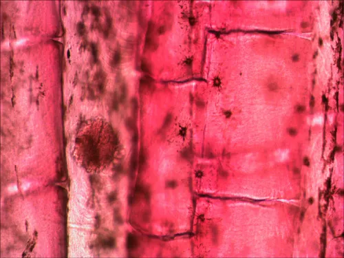 picture Levenhuk N10 NG Prepared Slides Set,  9