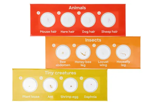 picture Levenhuk Discovery Fauna 12 Prepared Slides Set,  3