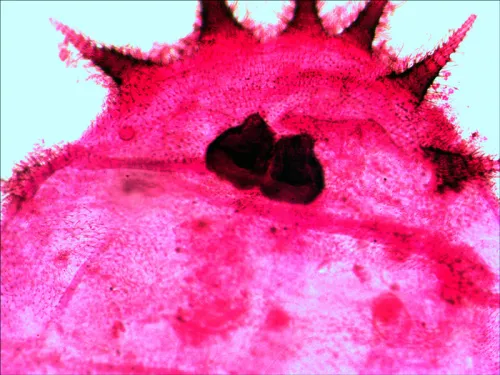 picture Levenhuk N20 NG Prepared Slides Set,  12